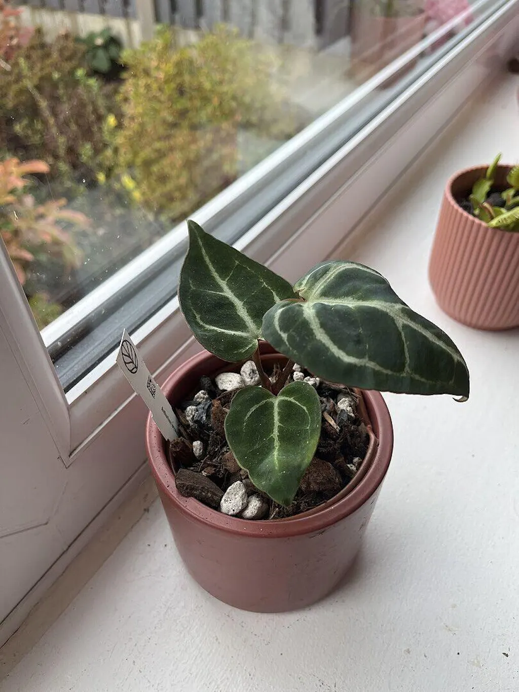 Anthurium crystallinum | Plants | GrowTropicals.com