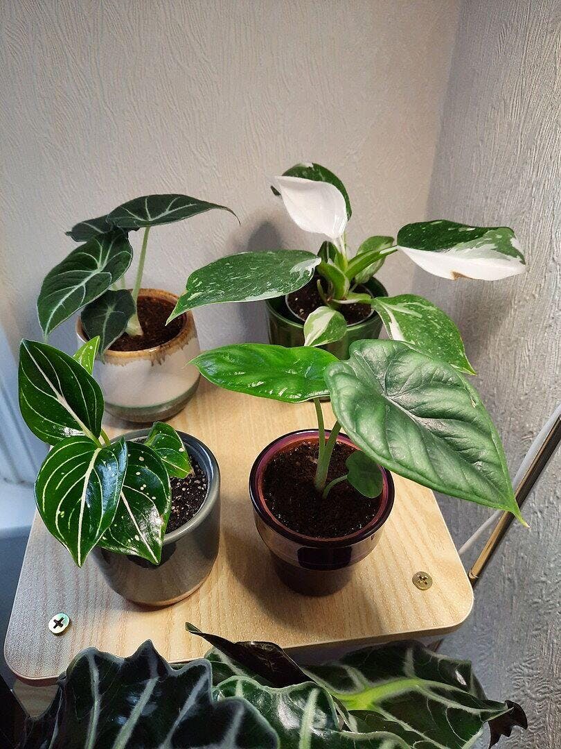 Aglaonema commutatum 'Tom's Pride' | Plants | GrowTropicals.com