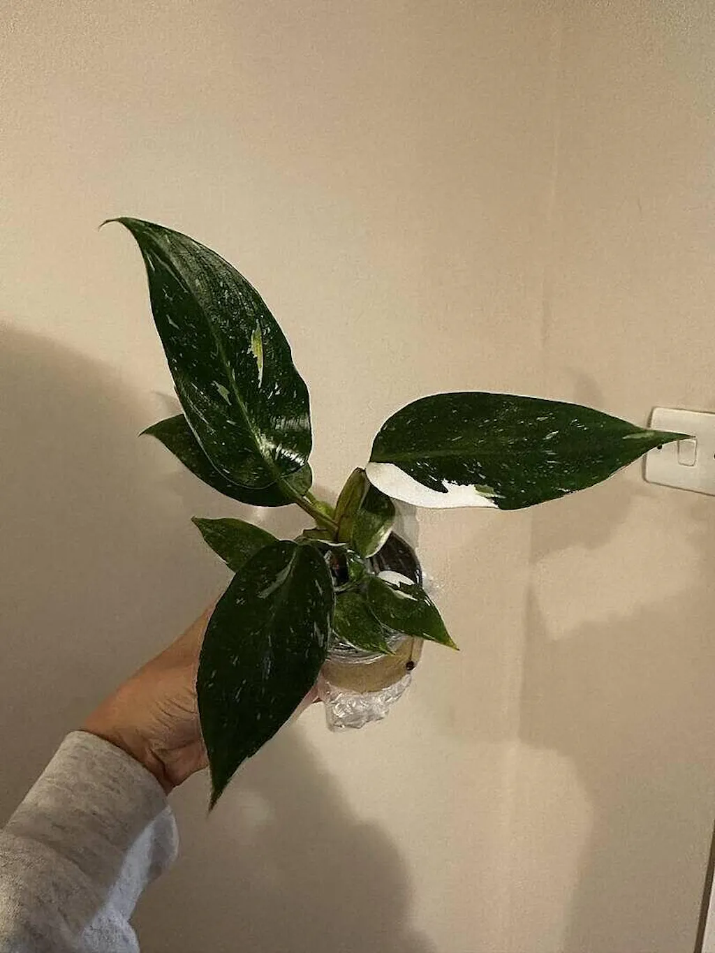 philodendron florida green standort Philodendron 'Florida Green' 6