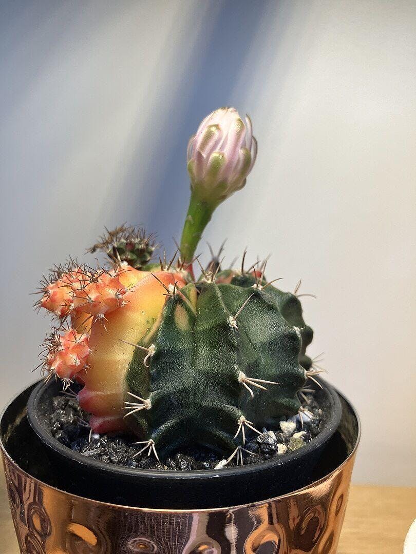 ダブルヘッド　Gymnocalycium sp. variegated 鉢で発送 Gymnocalcium variegata | Plants | GrowTropicals.com