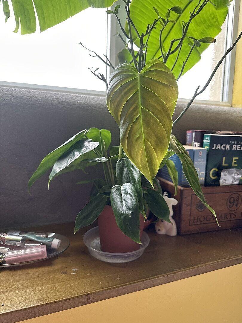 Philodendron esmeraldense | Plants | GrowTropicals.com