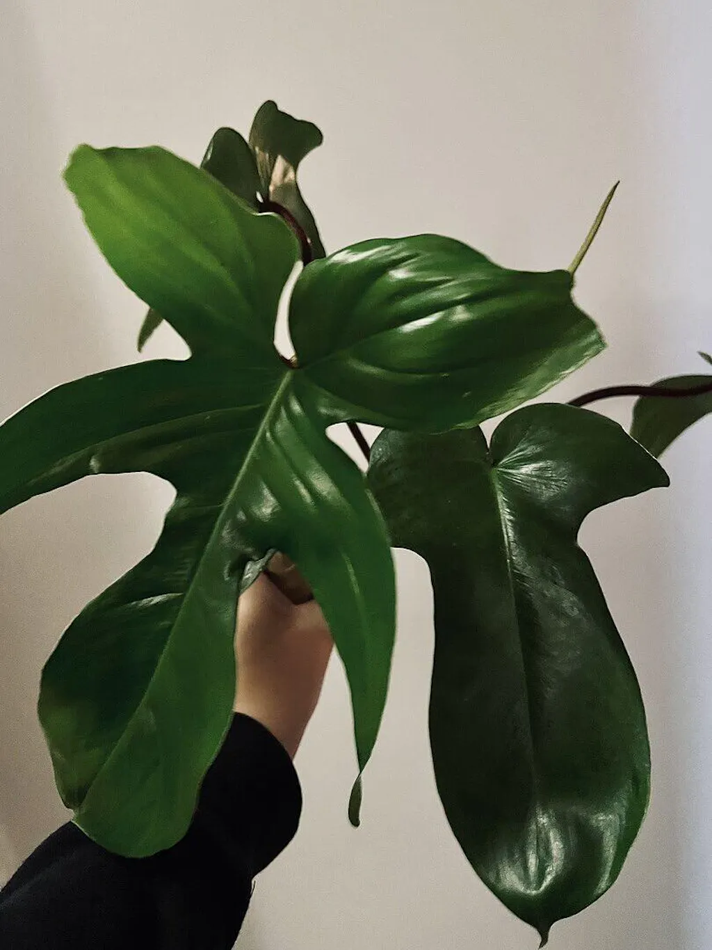 Philodendron Florida Green | Plants | GrowTropicals.com