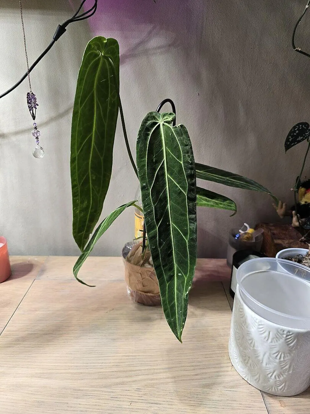 Anthurium warocqueanum | Plants | GrowTropicals.com