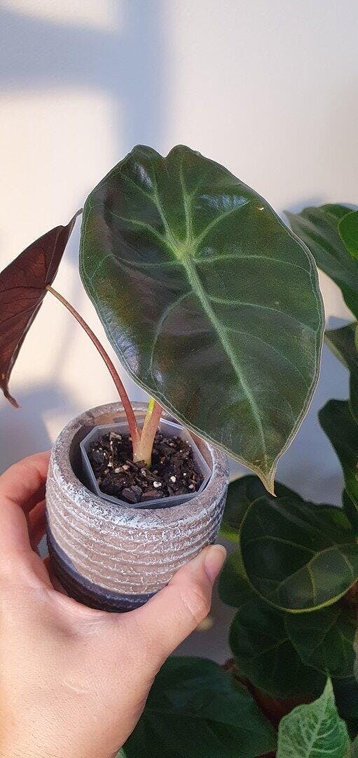 モンコレ　ロズレイド　スボミー Alocasia suhirmaniana Red Petiole | Plants | GrowTropicals.com