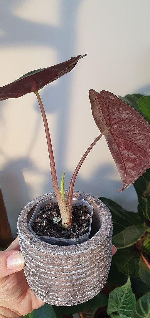 Alocasia suhirmaniana Red Petiole | Plants | GrowTropicals.com