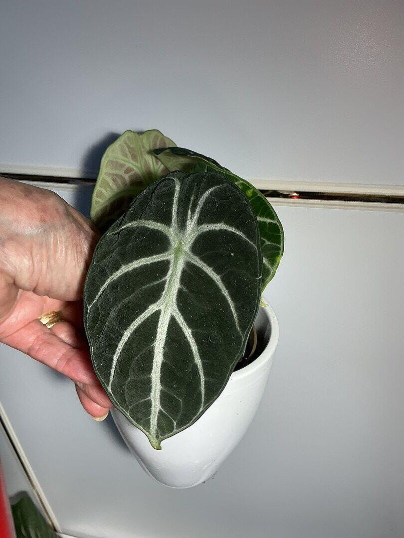 Alocasia Ninja | Plants | GrowTropicals.com