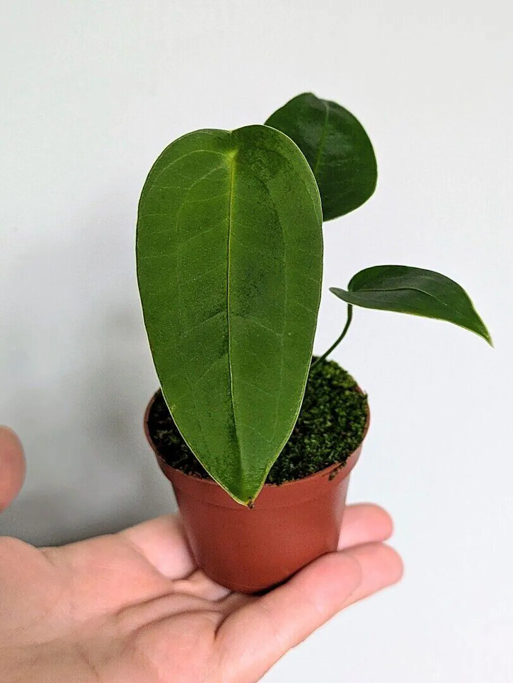 Anthurium peltigerum | Plants | GrowTropicals.com