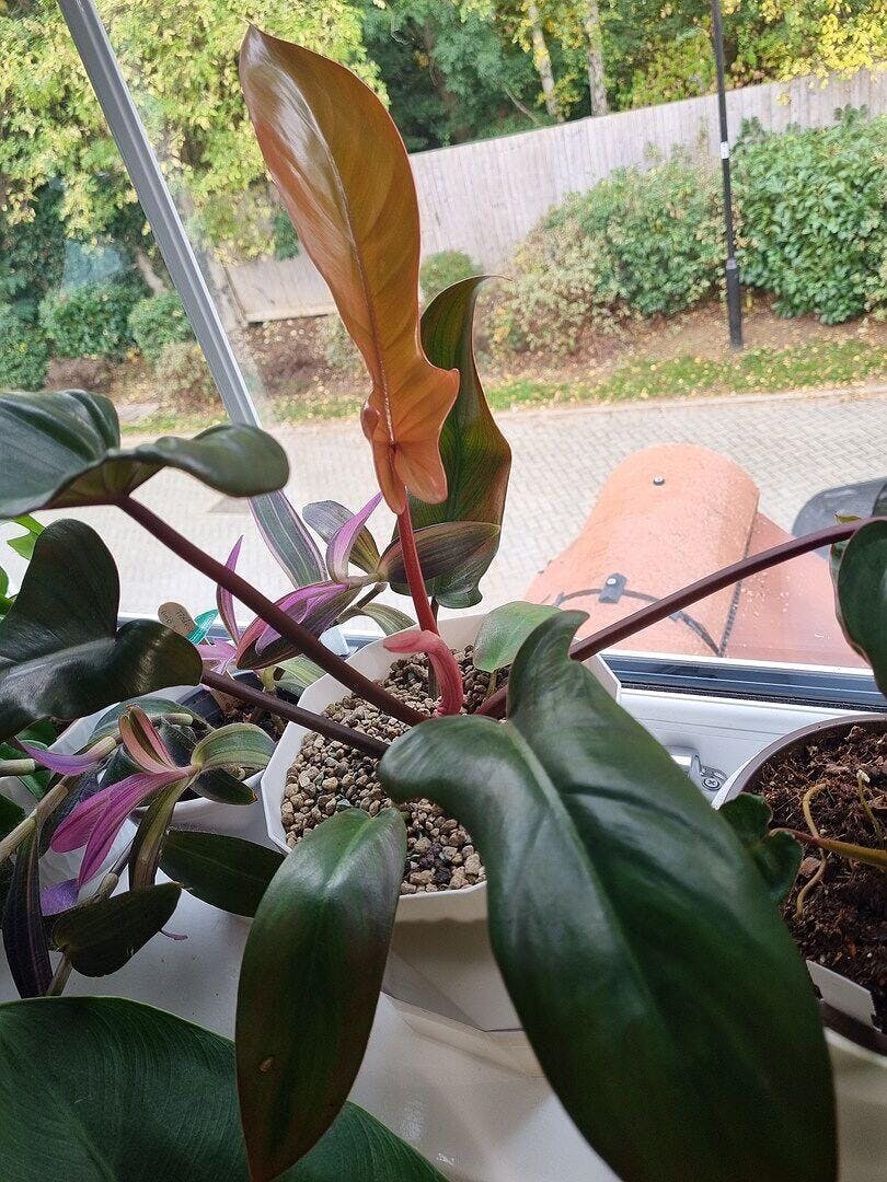 Philodendron 'Florida Bronze' | Plants | GrowTropicals.com