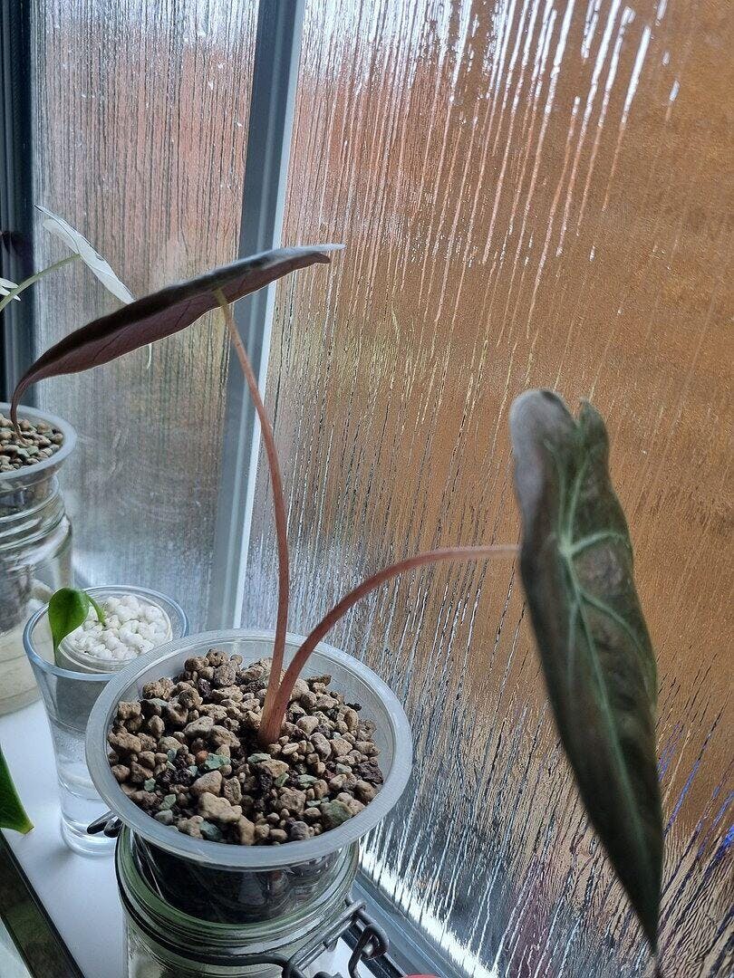 Alocasia suhirmaniana Red Petiole | Plants | GrowTropicals.com