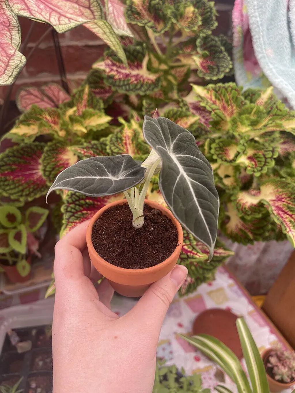 Alocasia 'Black Velvet' | Plants | GrowTropicals.com