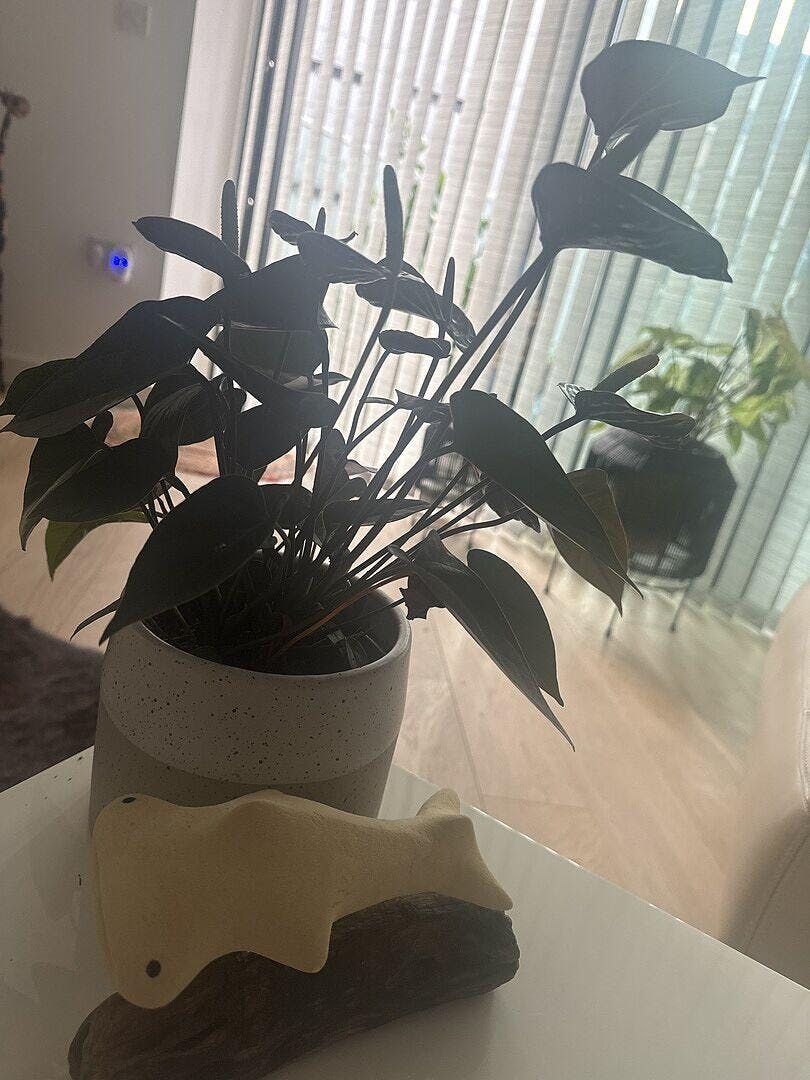 Anthurium andraeanum x 'Black Love' | Plants | GrowTropicals.com