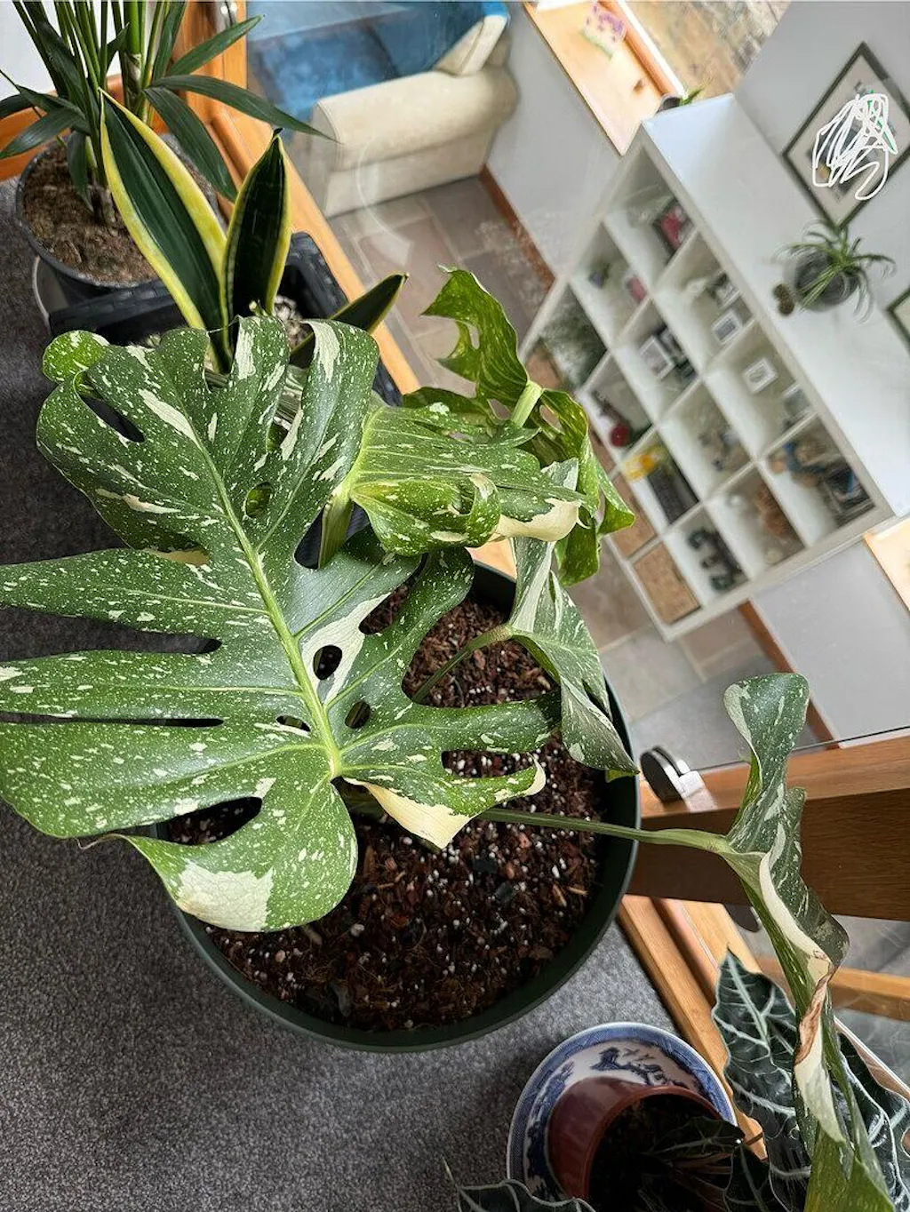 Monstera & Philodendron Premium Potting Mix | Potting Soil & Substrates |  GrowTropicals.com