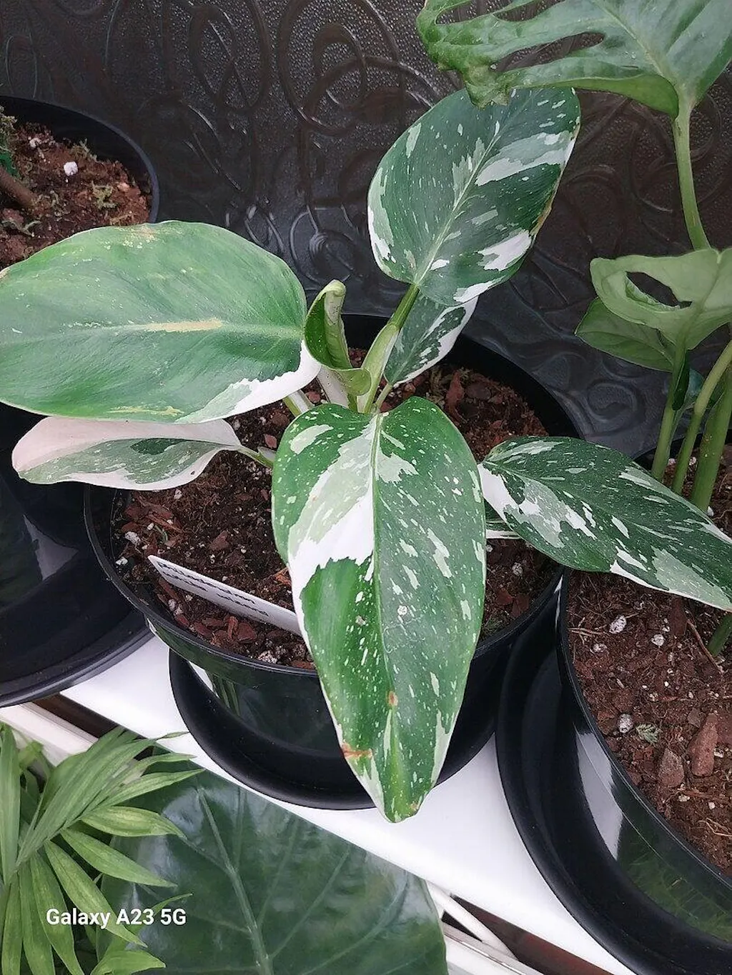 philodendron lemon lime pflege Philodendron Lemon Lime | Ableger