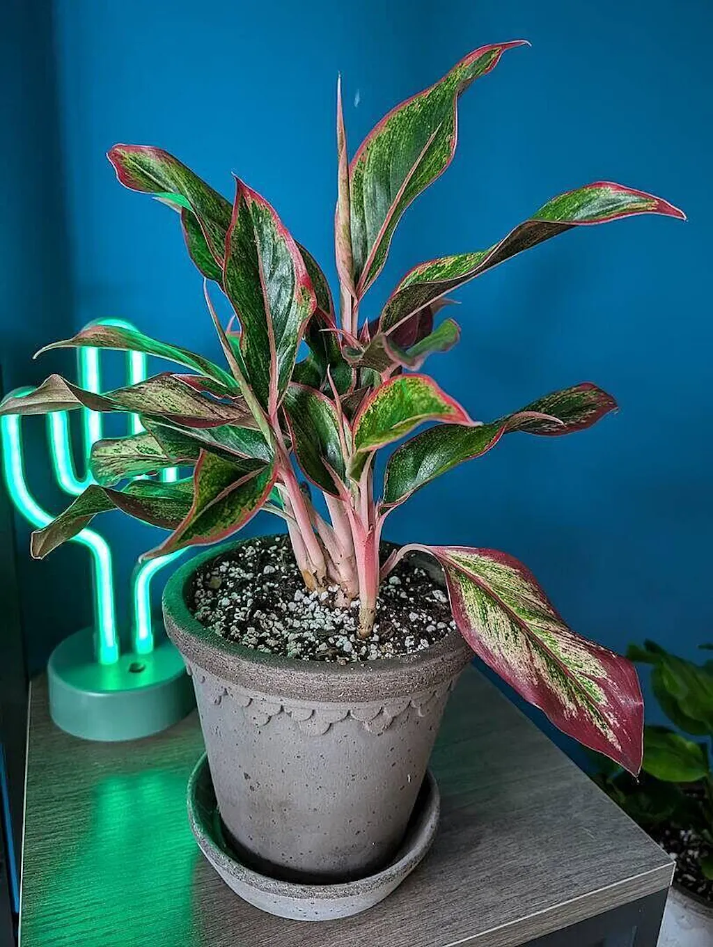 red sister dracaena Cordyline Red Sister, Terminalis Ti Plants main image 1