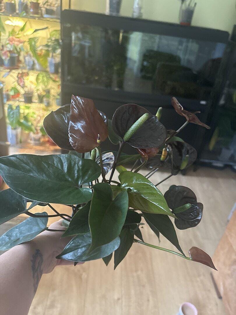 Anthurium andraeanum x 'Black Love' | Plants | GrowTropicals.com