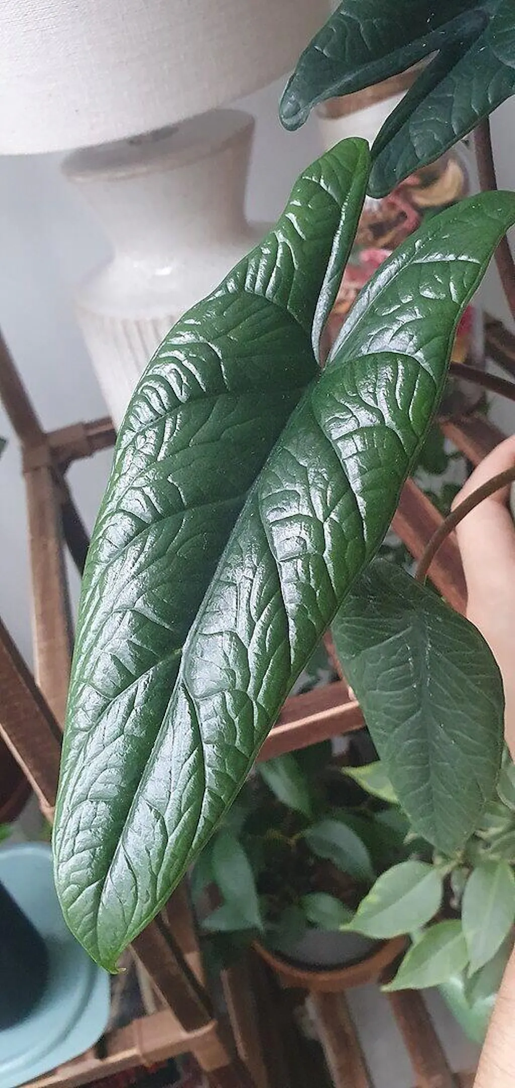 buy pothos plant Epipremnum aureum Golden Pothos