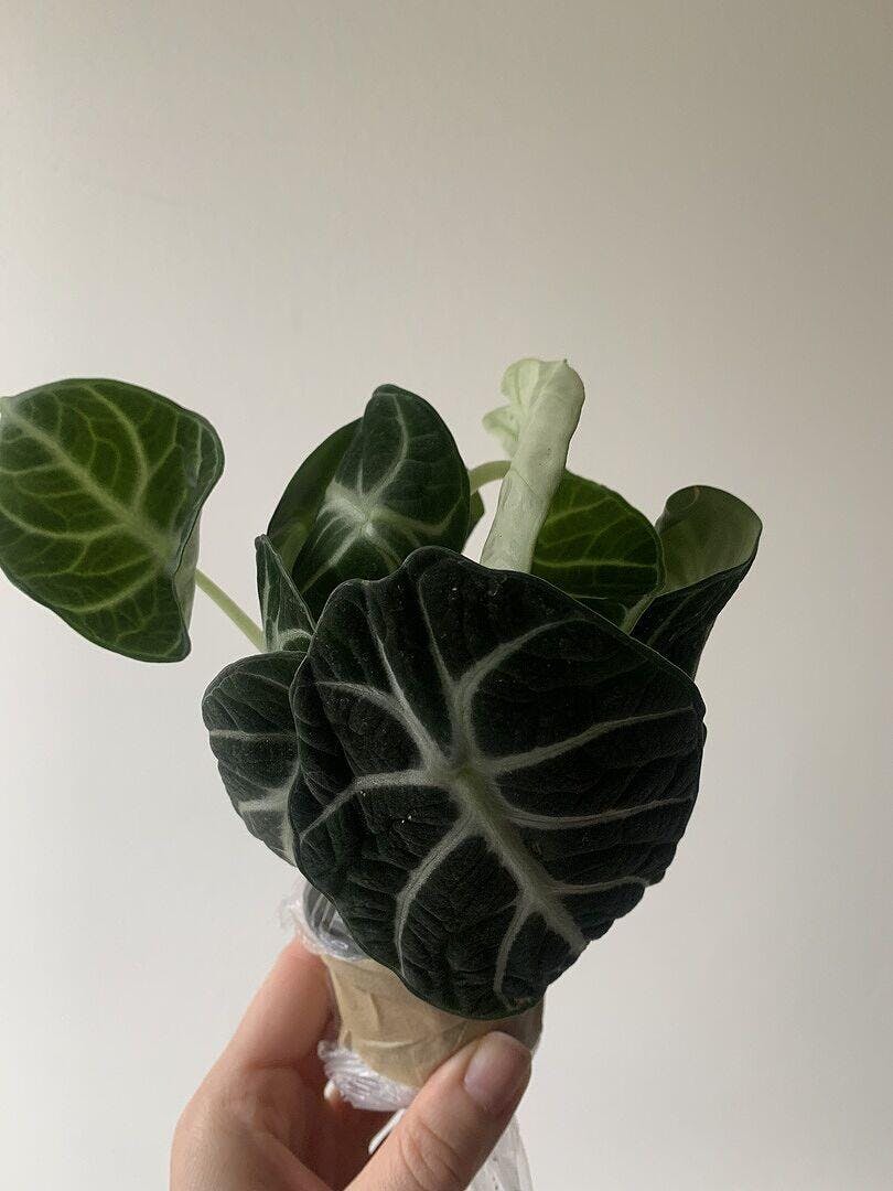 Alocasia Ninja | Plants | GrowTropicals.com