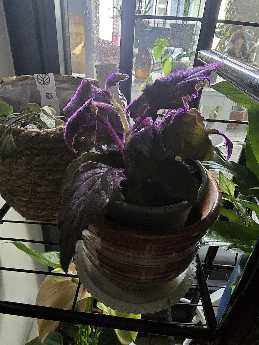 wall planter Madeira Long Trough Planter. Indoor / Outdoor