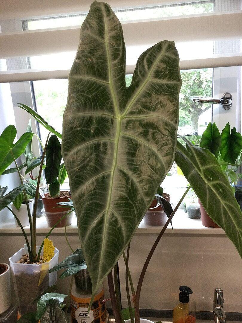 Alocasia longiloba 'Silver' | Plants | GrowTropicals.com