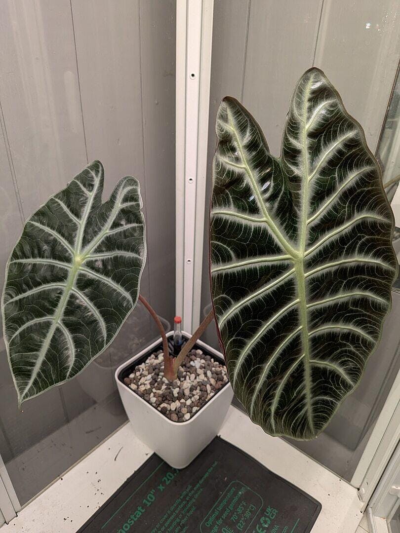 Alocasia suhirmaniana Red Petiole | Plants | GrowTropicals.com