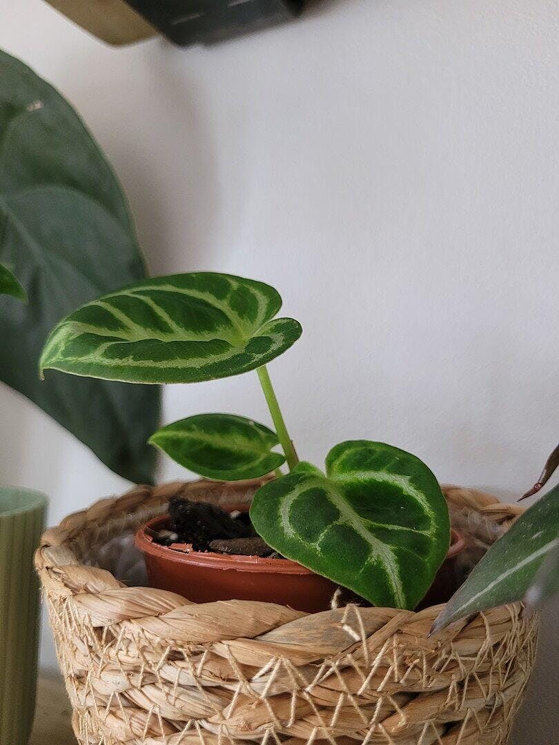 Anthurium 'Dorayaki' | Plants | GrowTropicals.com