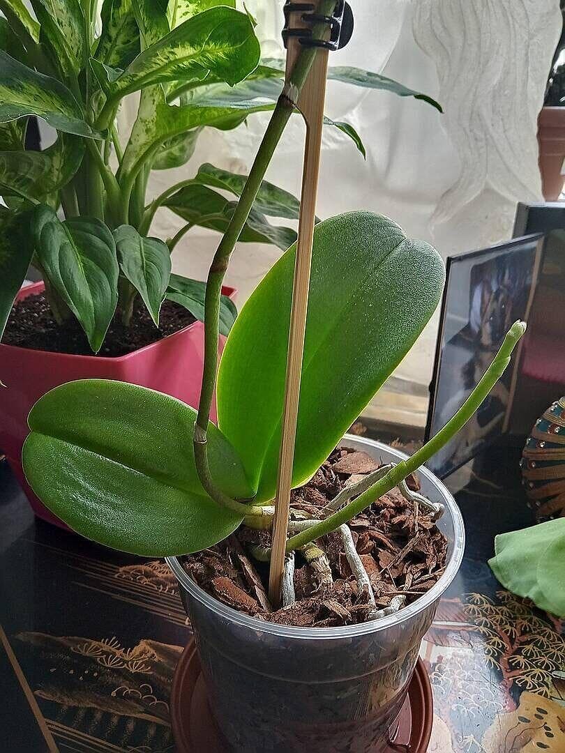 Orchid Bark (Medium Grade) | Potting Soil & Substrates