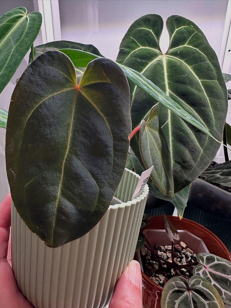 Anthurium besseae aff. 'Dark Velvet' x Ecuador dark no id | Plants