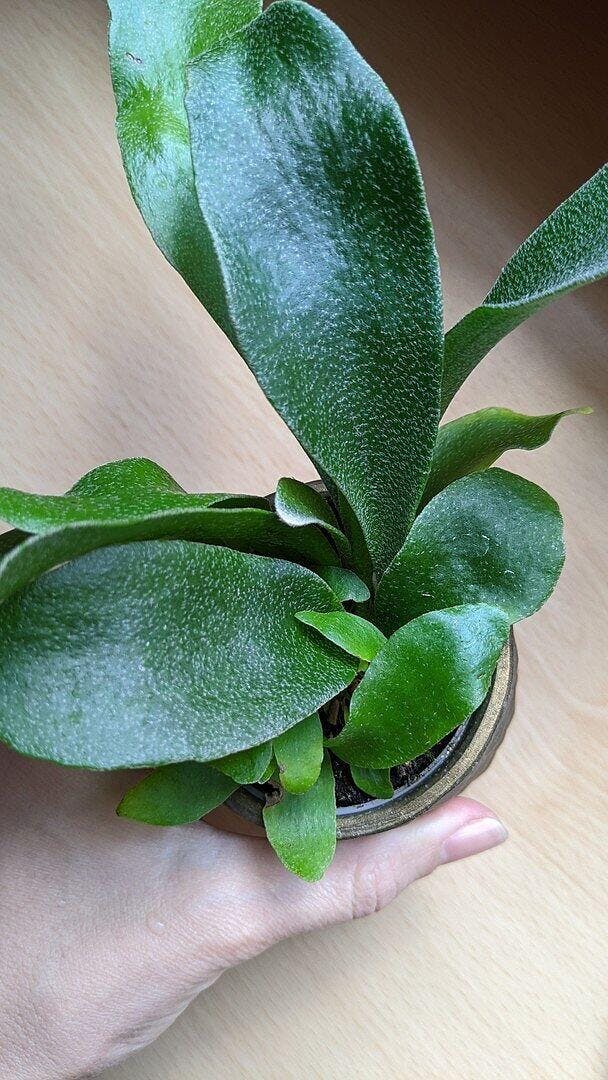 Platycerium bifurcatum | Plants | GrowTropicals.com