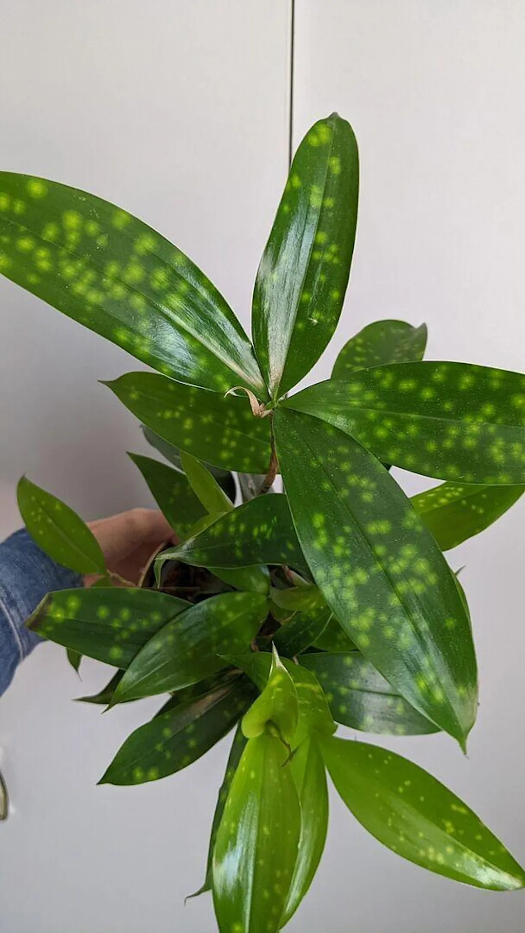Dracaena surculosa | Plants | GrowTropicals.com