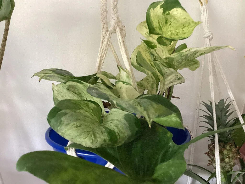vinca major plant Variegated Vinca Vine – Jardineries Botanix