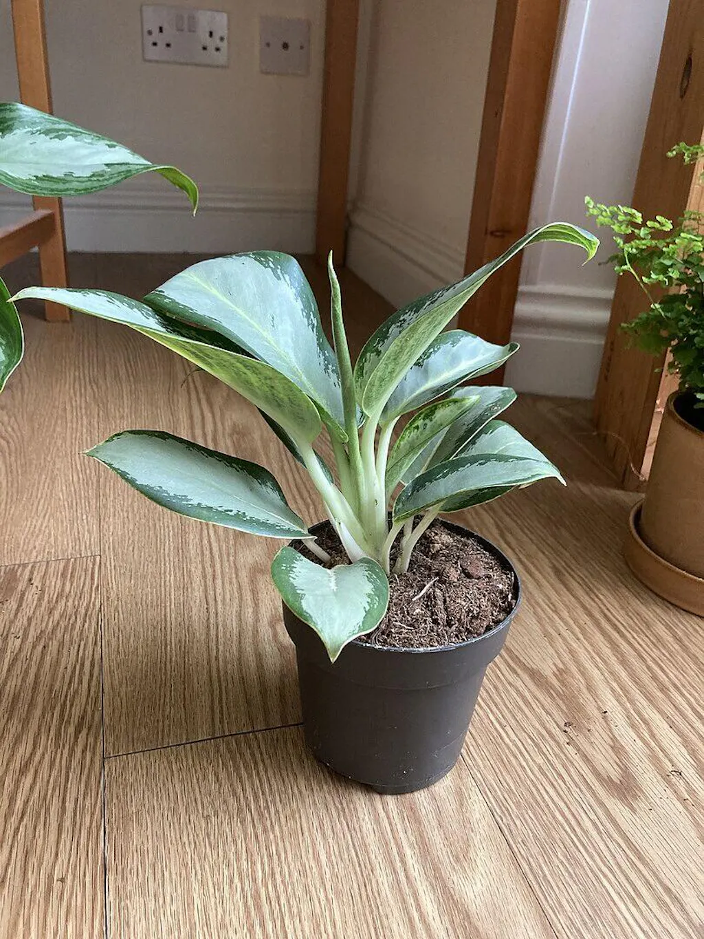 Aglaonema 'Silver Blue' | Plants | GrowTropicals.com