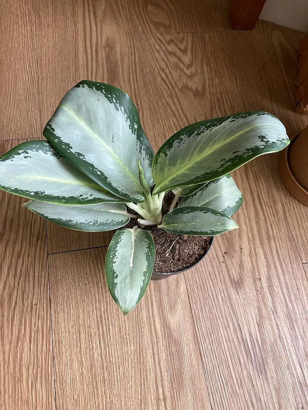 house plants fertilizer Houseplant Fertilizer – The Groovy Plants Ranch LLC main image 1