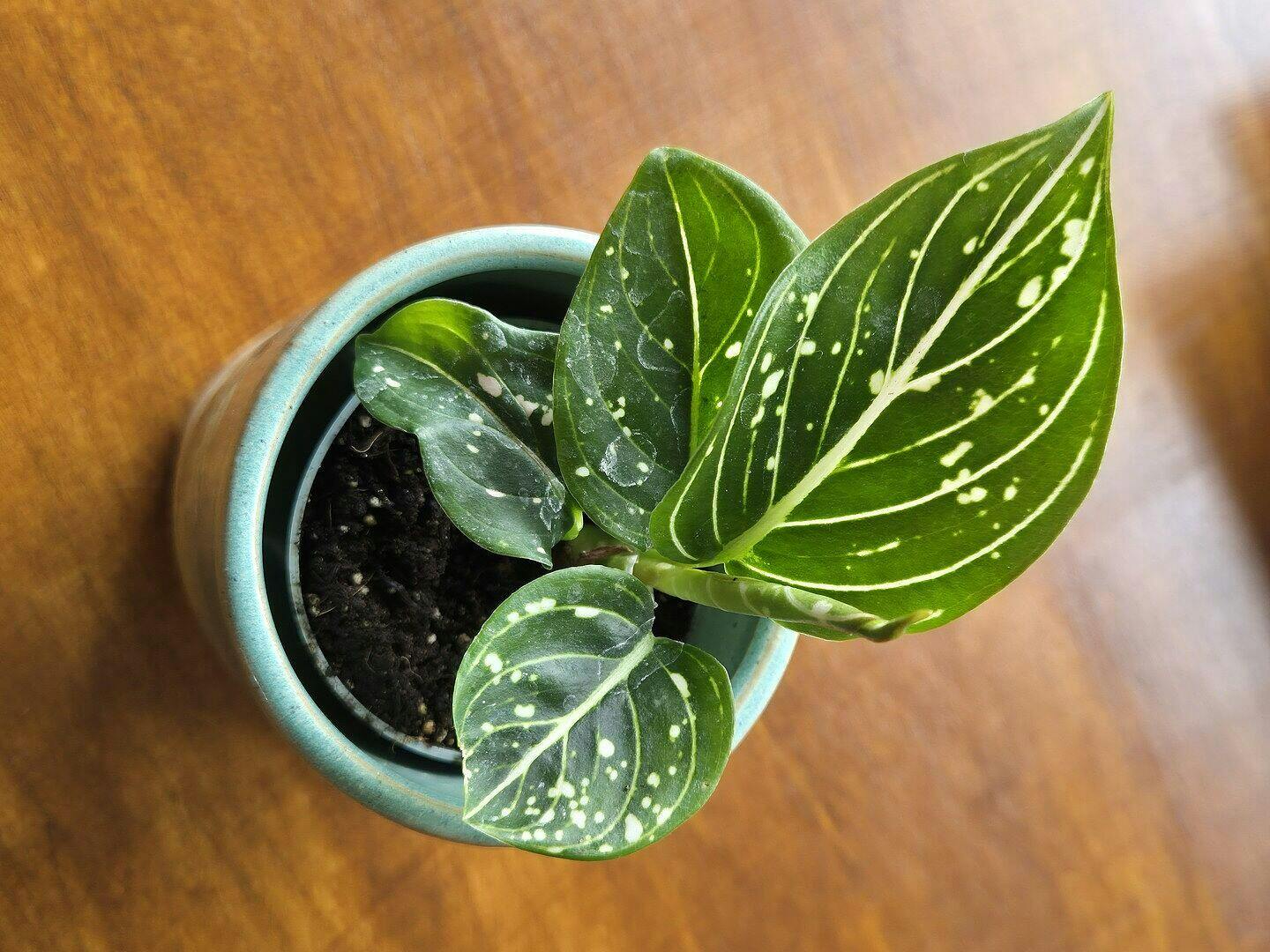Aglaonema commutatum 'Tom's Pride' | Plants | GrowTropicals.com