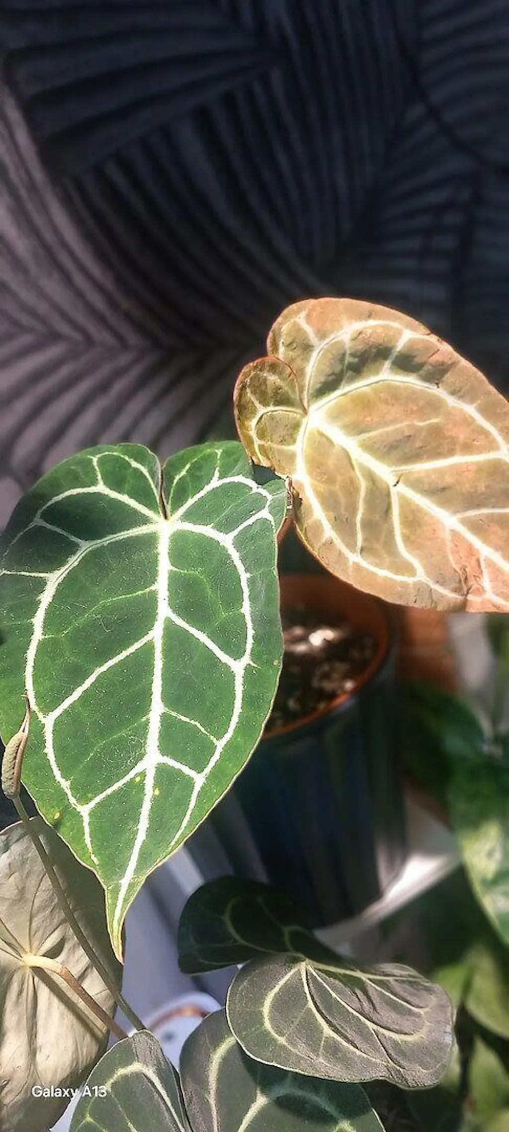 Anthurium crystallinum | Plants | GrowTropicals.com