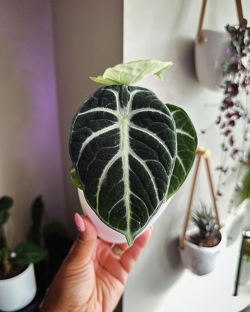 Alocasia Ninja | Plants | GrowTropicals.com