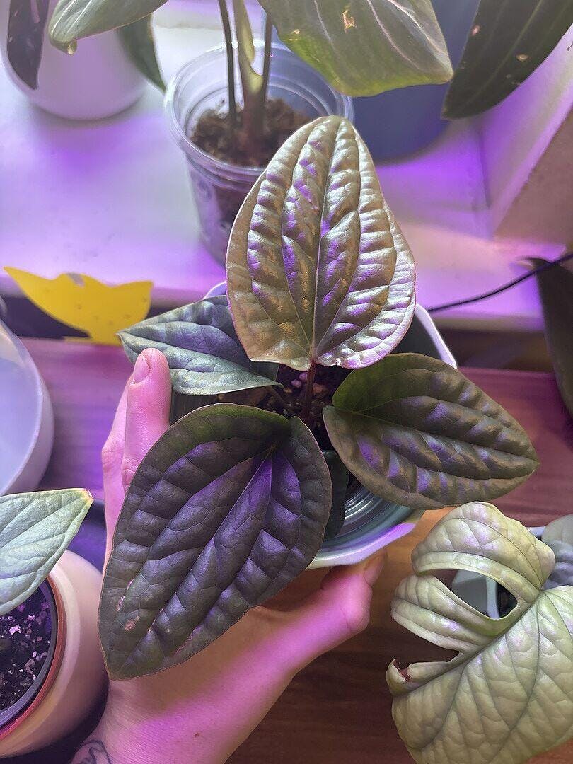 Anthurium radicans x luxurians | Plants | GrowTropicals.com