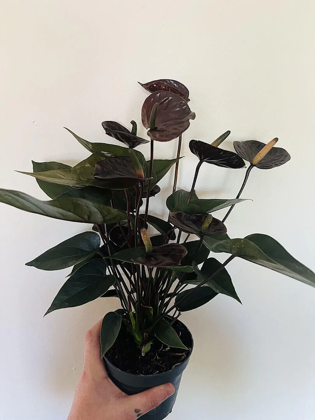 hanging plants and lights Hanging Grow Light Kit main image 0