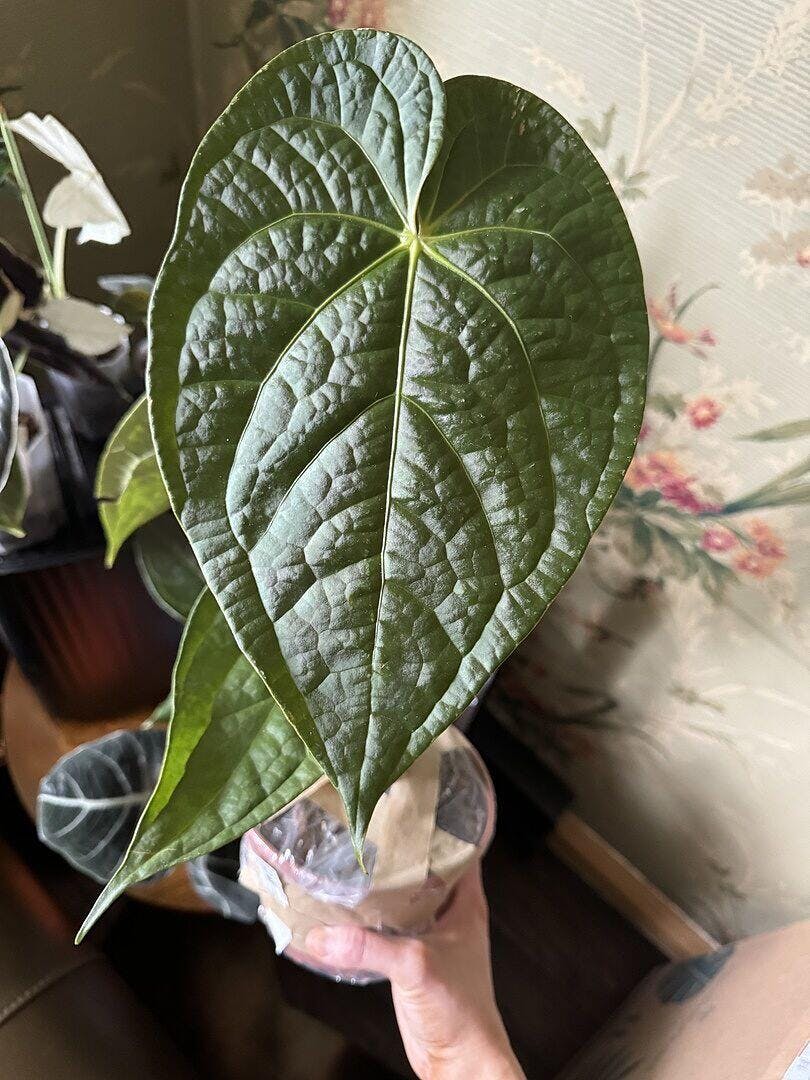 Anthurium magnificum x luxurians | Plants | GrowTropicals.com