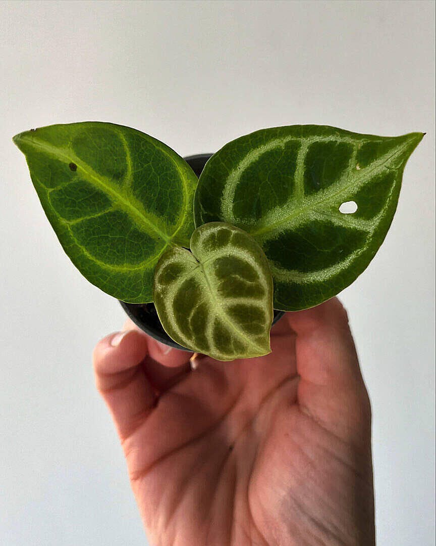 Anthurium 'Dorayaki' | Plants | GrowTropicals.com