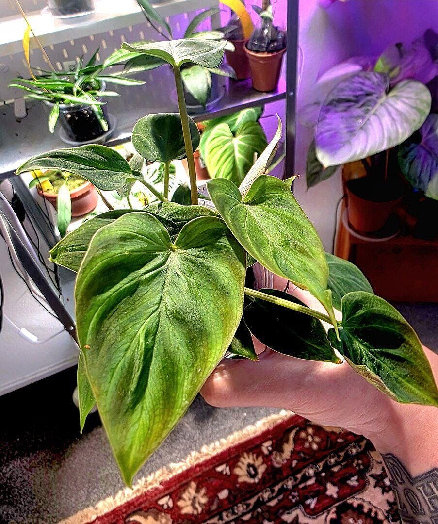 Philodendron lynamii / devansayeanum | Plants | GrowTropicals.com