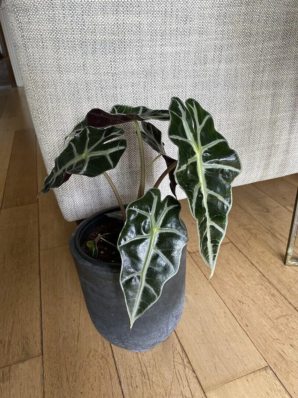 bonsai syzygium Bonsai Syzygium - House Plants - Plant Shop