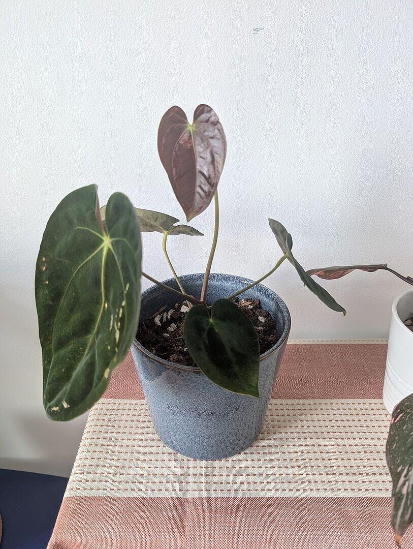 Anthurium papillilaminum | Plants | GrowTropicals.com