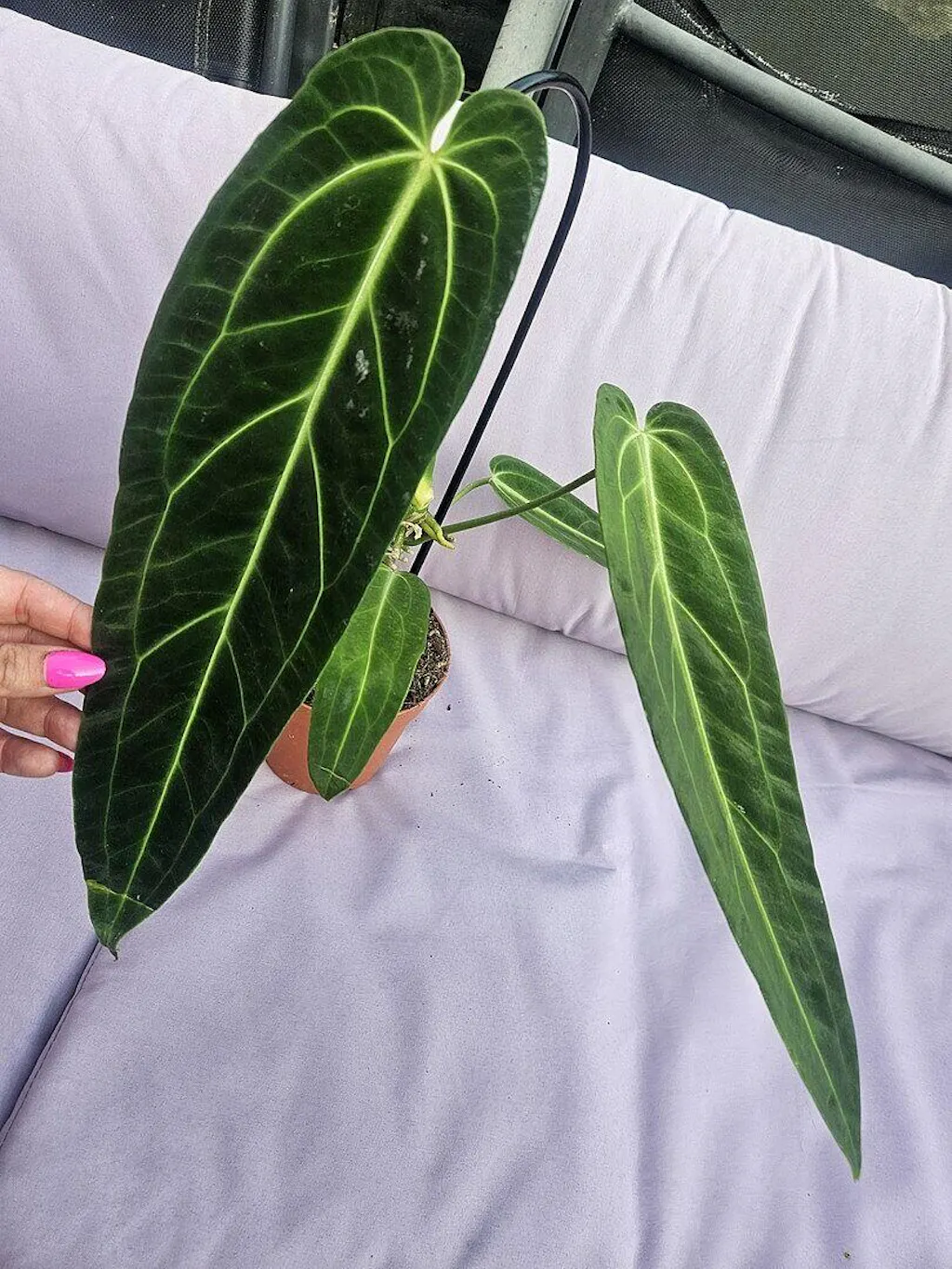 aloe vera plant large The Snobby Leaf | Aloe Vera - 6 inch Pot