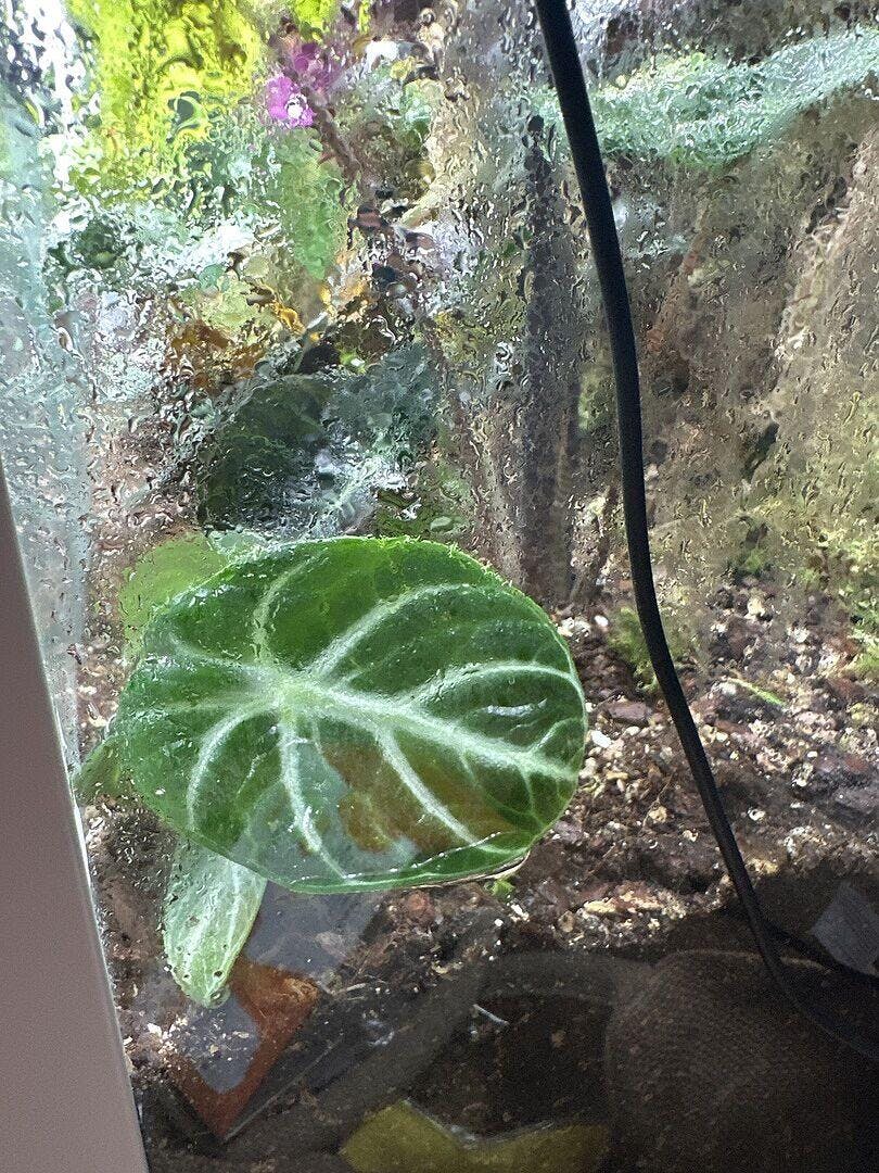 Alocasia Ninja | Plants | GrowTropicals.com