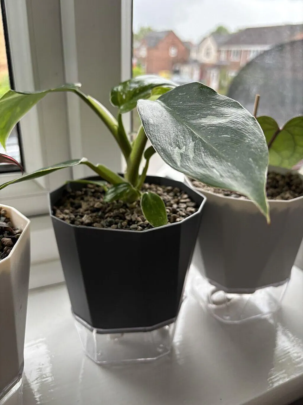 philodendron erubescens birkin Birkin Philodendron main image 1
