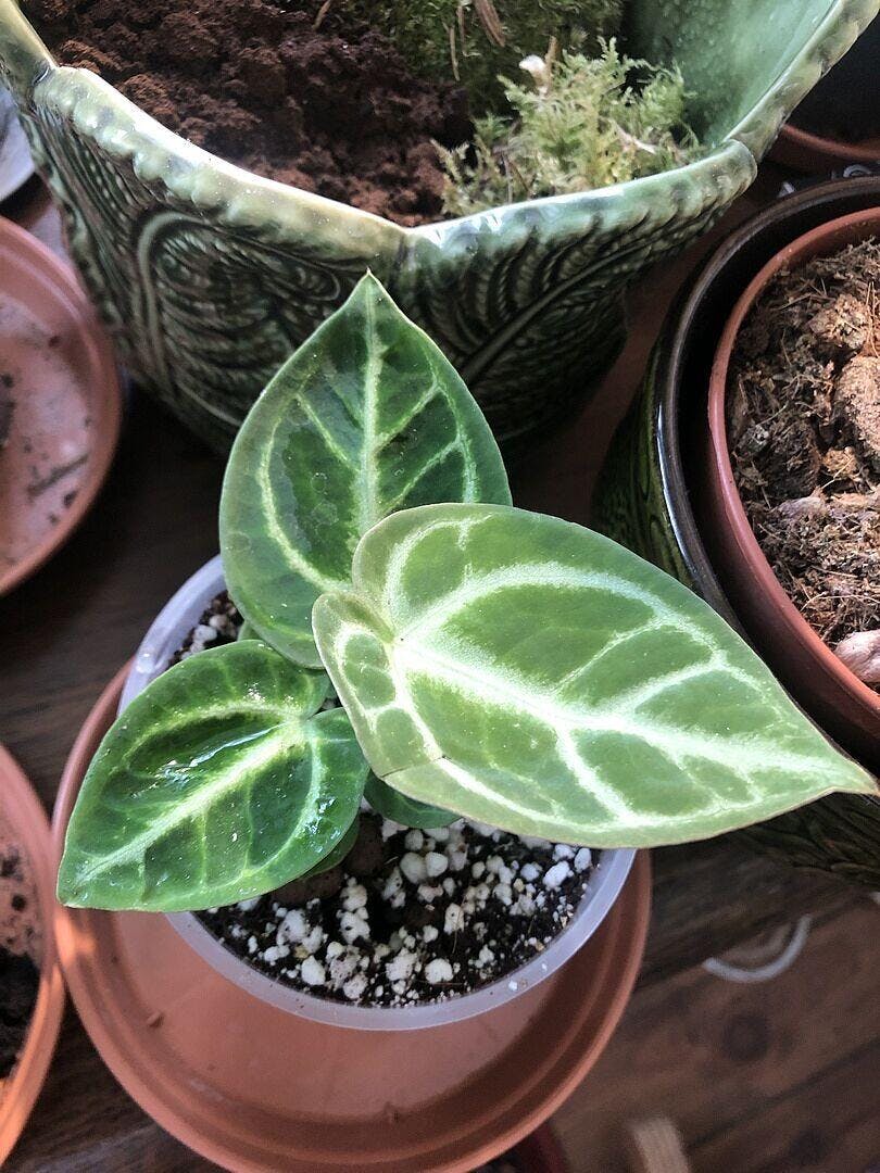 アボカドリームタイヤ4 Anthurium 'Dorayaki' | Plants | GrowTropicals.com