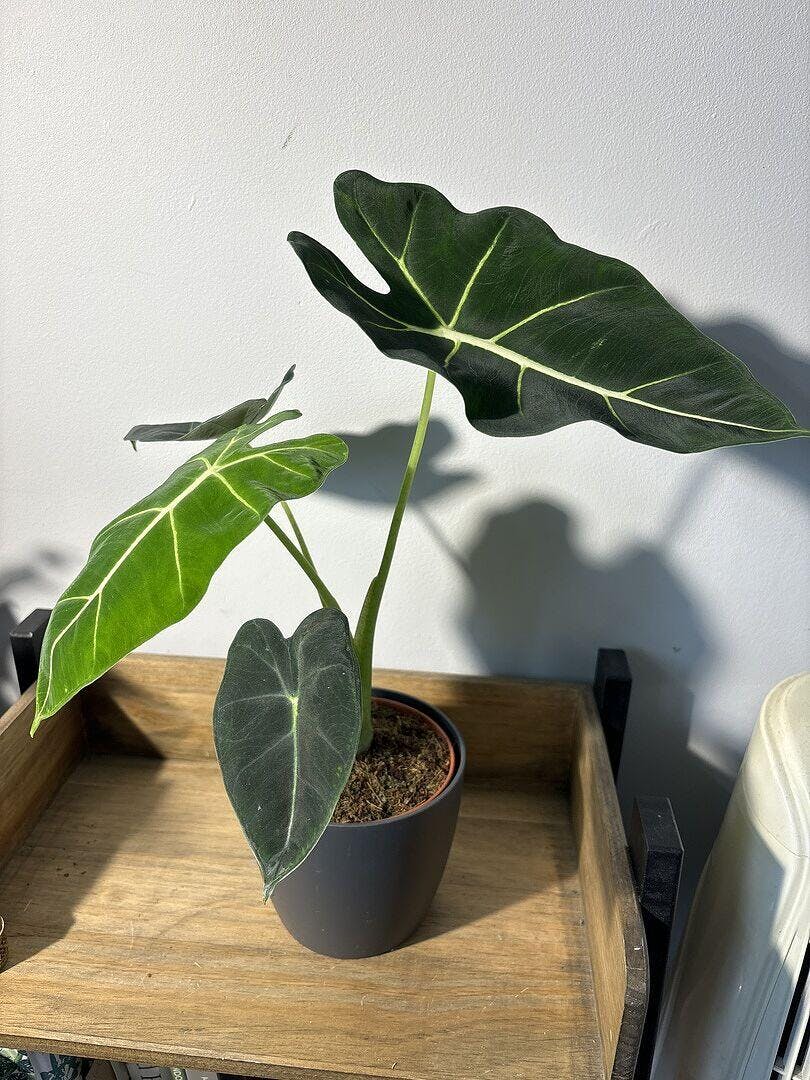 Alocasia 'Frydek' | Plants | GrowTropicals.com