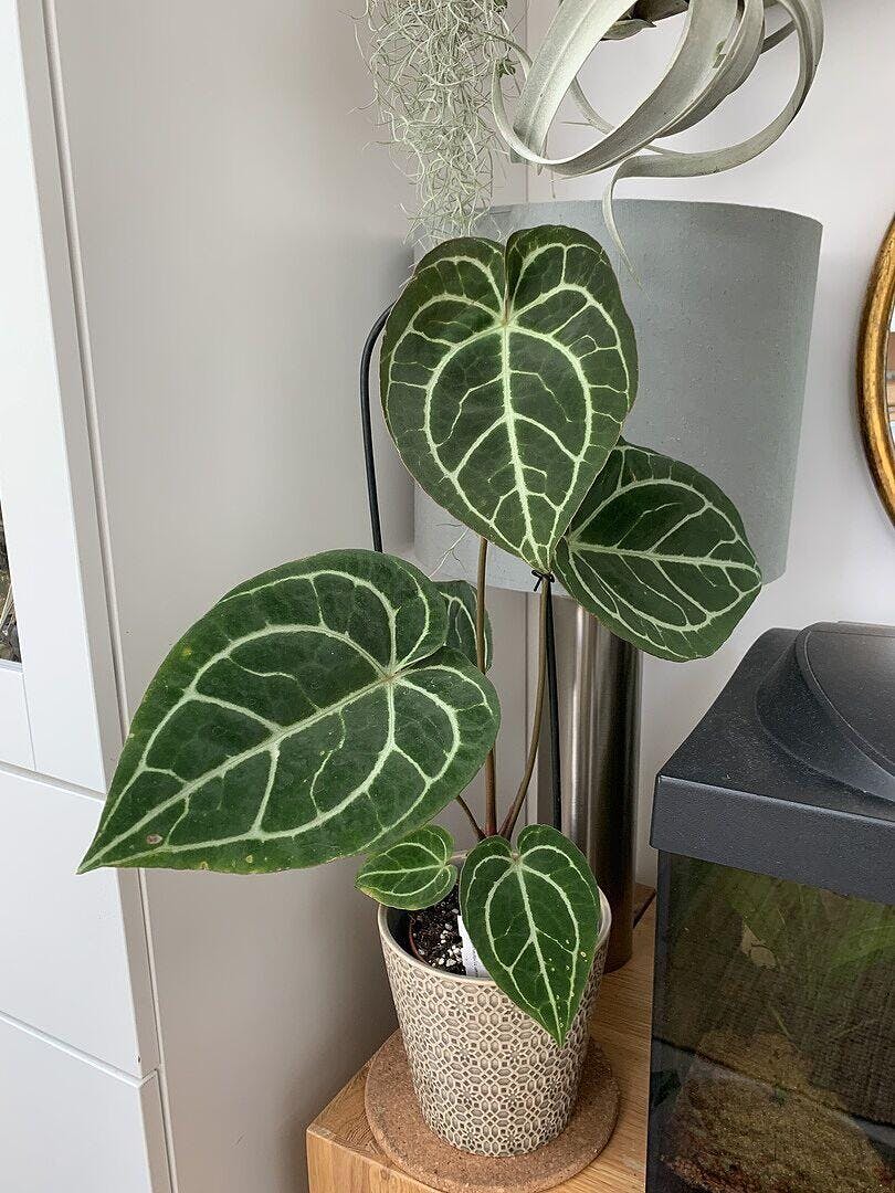 Anthurium crystallinum | Plants | GrowTropicals.com