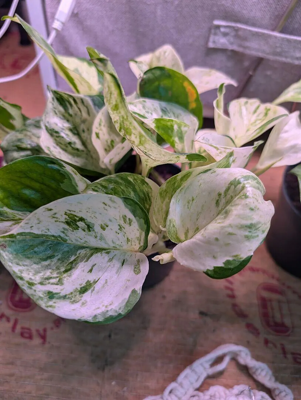 Epipremnum 'Happy Leaf' | Plants | GrowTropicals.com