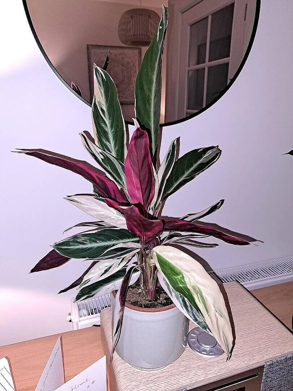 Stromanthe sanguinea 'Triostar' | Plants | GrowTropicals.com